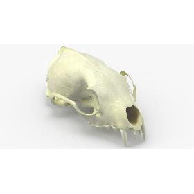 Real White Breasted Marten Skull 02 3D model